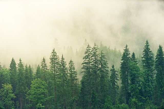 mlha nad jehličnatým lesem